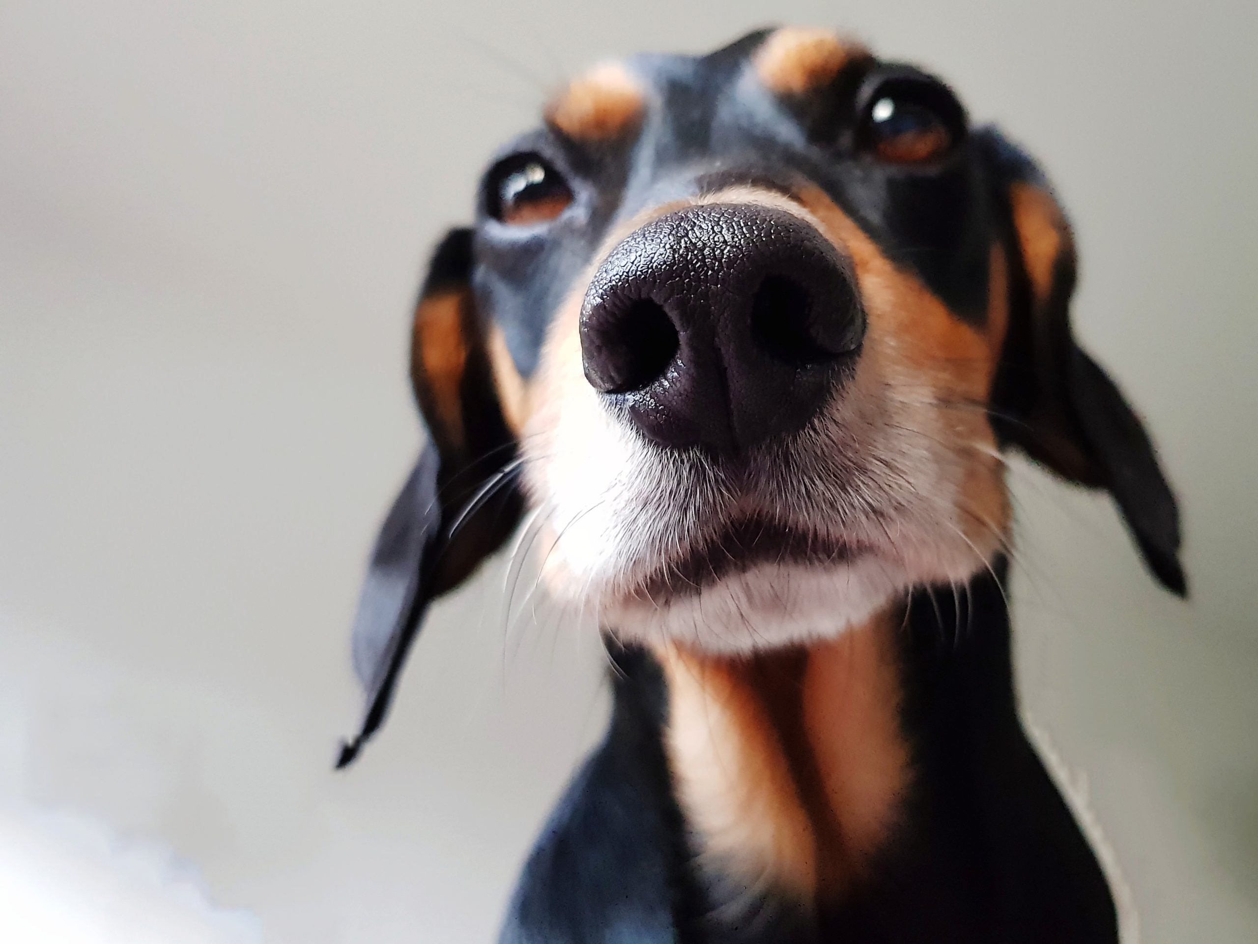 Schon ein kleiner Tierunfall kann teuer werden. Die Tierhalterhaftpflicht schützt dich vor finanziellen Schäden – für Hund, Pferd & andere Tiere.